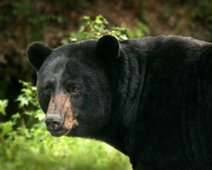 Black Bear