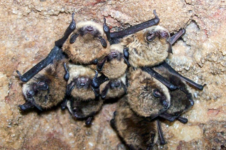 bats hibernate