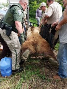 Personnel load up a grizzly bear that was darted in Conrad, MT on June 4, 2018. - photo by Donna Hepp