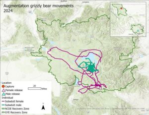 Augmentation grizzly bear movements, 2024