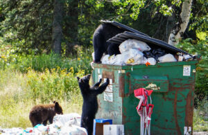 Black bears dig through dumpsters in Whitefish - Montana FWP